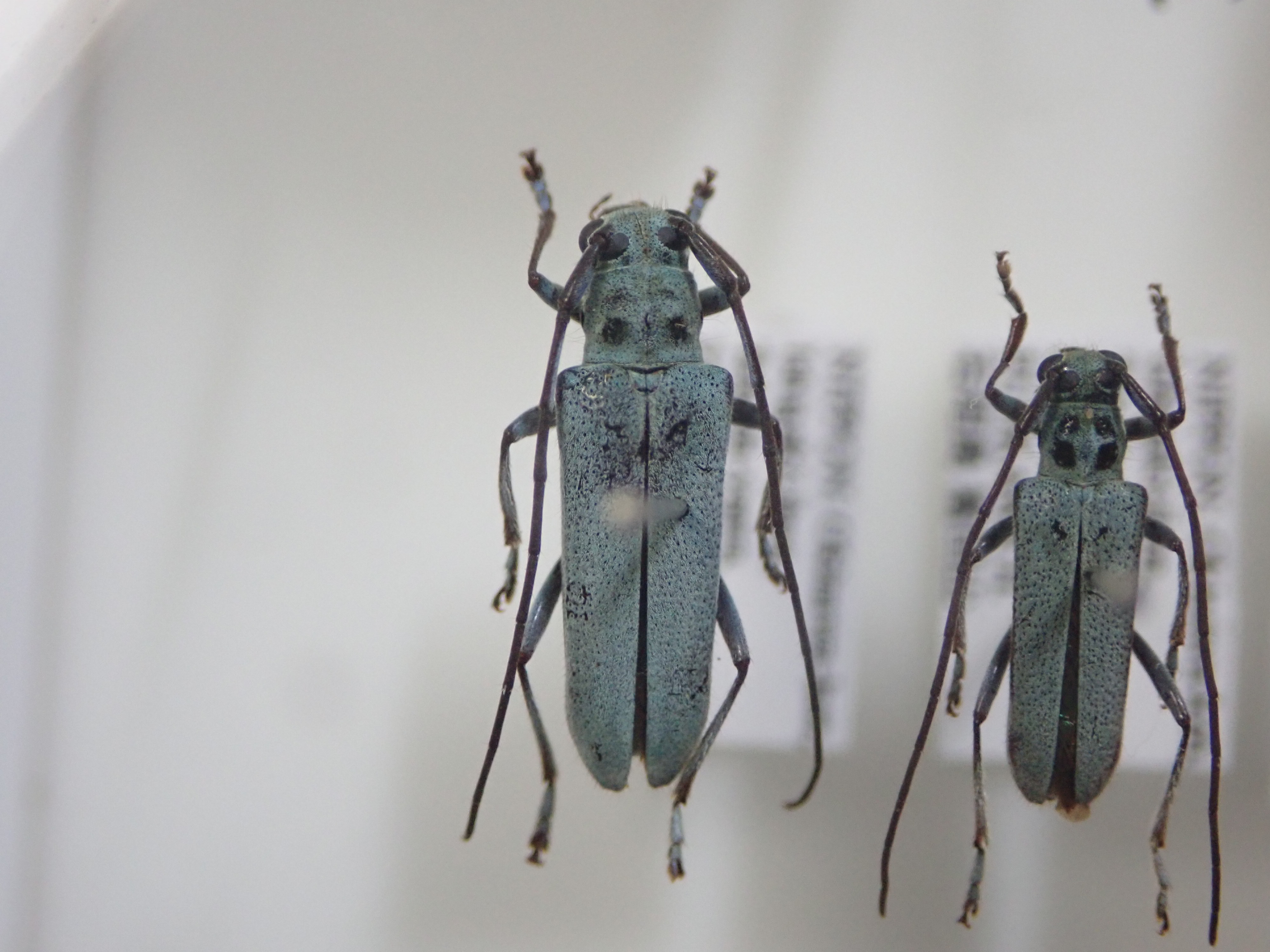 ムネモンウスアオカミキリ標本